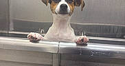 Sierra is registered to the contest to win money with this photo: dog, puppy, jack_russell, tricolor, animal, pet, paws, portrait, indoors, metal, counter, kitchen, bathroom, stainless_steel, standing, looking_at_camera, floppy_ears, white_fur, brown_fur, black_fur