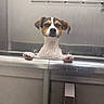 dog, puppy, jack_russell, tricolor, animal, pet, paws, portrait, indoors, metal, counter, kitchen, bathroom, stainless_steel, standing, looking_at_camera, floppy_ears, white_fur, brown_fur, black_fur