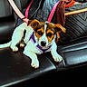 dog, puppy, pet, animal, canine, brown_and_white, sitting, car, car_seat, leather, harness, collar, purple, portrait, close_up, indoors, vehicle, cute, alert, face