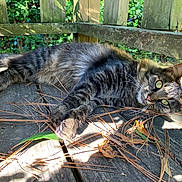 Rizzo is registered to the contest to win money with this photo: animal, cat, closeup, curious, daylight, ears, fence, fur, greenery, leaves, nature, outdoor, pet, pine_needles, relaxed, resting, sunlight, tabby, whiskers, wooden_surface