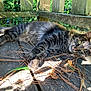 animal, cat, closeup, curious, daylight, ears, fence, fur, greenery, leaves, nature, outdoor, pet, pine_needles, relaxed, resting, sunlight, tabby, whiskers, wooden_surface