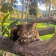 Mufasa participe au concours pour gagner de l'argent avec cette photo : cat, tabby, tree_branch, outdoor, greenery, sunlight, nature, animal, feline, relaxed, park, leaves, wood, mammal, pet, wildlife, daytime, closeup, resting, calm