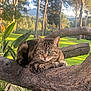 cat, tabby, tree_branch, outdoor, greenery, sunlight, nature, animal, feline, relaxed, park, leaves, wood, mammal, pet, wildlife, daytime, closeup, resting, calm