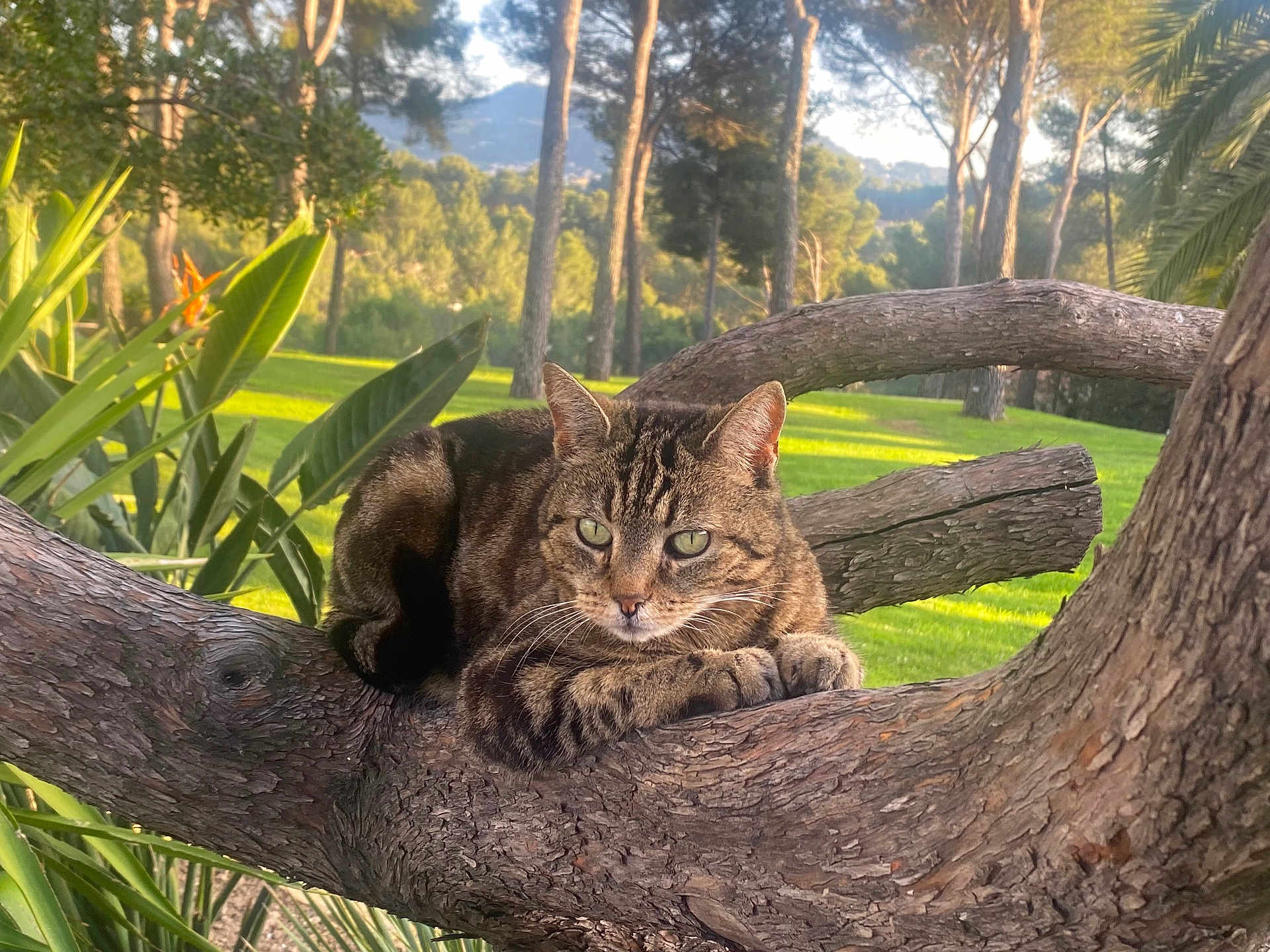 Mufasa participe au concours pour gagner de l'argent avec cette photo : cat, tabby, tree_branch, outdoor, greenery, sunlight, nature, animal, feline, relaxed, park, leaves, wood, mammal, pet, wildlife, daytime, closeup, resting, calm