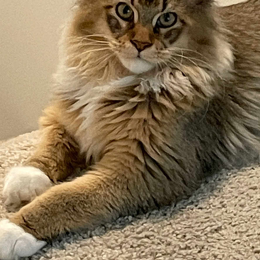 Zeke joined the competition — help win amazing prizes! alert, animal, carpet, cat, cute, domestic, ears, feline, fluffy, fur, indoor, looking, mammal, paws, pet, portrait, relaxed, resting, tufts, whiskers