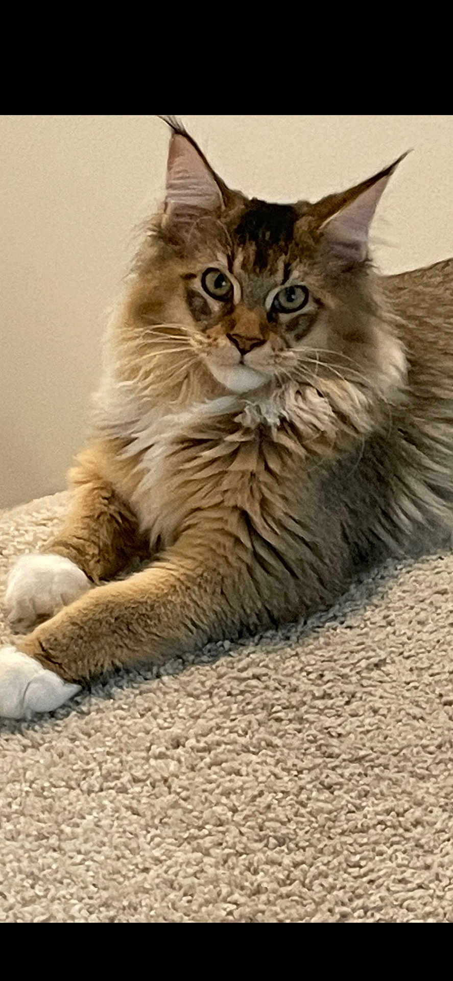 Zeke joined the competition — help win amazing prizes! alert, animal, carpet, cat, cute, domestic, ears, feline, fluffy, fur, indoor, looking, mammal, paws, pet, portrait, relaxed, resting, tufts, whiskers