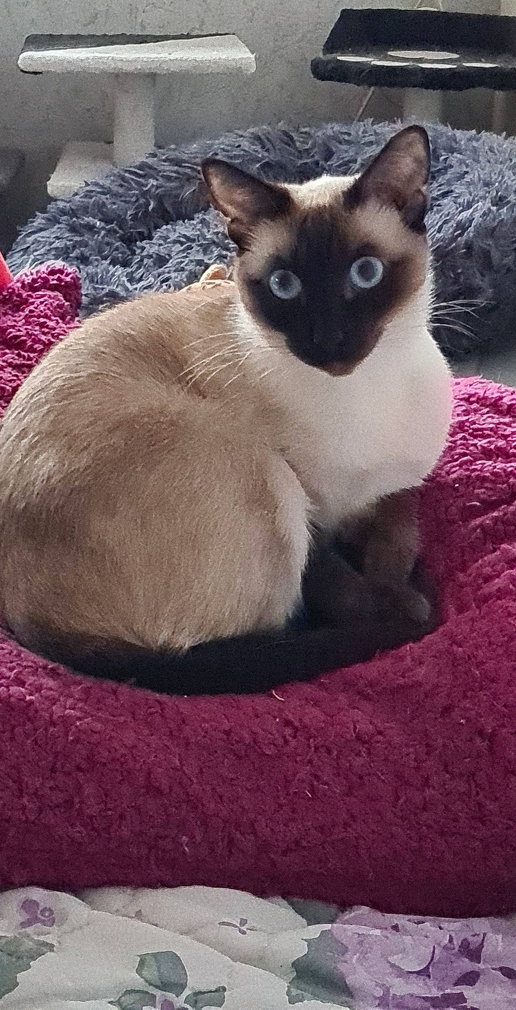 Mina participe au concours pour gagner de l'argent avec cette photo : carnivore, cat, comfort, eye, fawn, felidae, fur, magenta, siamese, small_to_medium_sized_cats, snout, tail, terrestrial_animal, whiskers