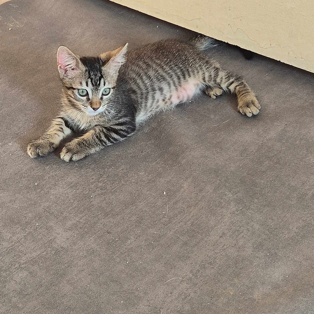 Zoé a rejoint le concours — aidez-le/la à gagner de superbes lots ! abyssinian, accessories, animal, cat, egyptiancat, hardwood, kitten, leash, manx, pet, plywood, slate, strap, wood