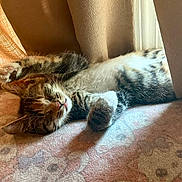 Willow is registered to the contest to win money with this photo: animal, blanket, cat, cozy, curtains, cute, fur, indoor, kitten, nap, pattern, paw, pet, relaxing, resting, sleeping, soft, sunlight, tabby, whiskers