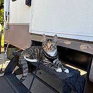 Willow joined the competition — help win amazing prizes! animal, camper, cat, curious, daylight, ears, feline, harness, leash, metal, outdoor, paw, pet, resting, step, striped, tabby_cat, tail, trailer, whiskers
