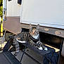 animal, camper, cat, curious, daylight, ears, feline, harness, leash, metal, outdoor, paw, pet, resting, step, striped, tabby_cat, tail, trailer, whiskers