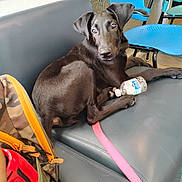Lady is registered to the contest to win money with this photo: dog, black_dog, leash, water_bottle, couch, backpack, blue_chair, indoor, pet, animal, waiting_area, leather_couch, paw, canine, resting, curious, seat, furniture, domestic_animal, companion