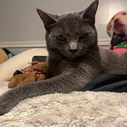 Mimi is registered to the contest to win money with this photo: cat, gray_cat, fluffy_blanket, stuffed_toy, indoor, pet, feline, relaxed, stretching, bedroom, cozy, animal, whiskers, ears, fur, lying_down, home, cute, soft, resting