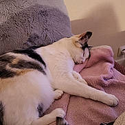 Umy a rejoint le concours — aidez-le/la à gagner de superbes lots ! cat, sleeping, blanket, couch, fur, pet, indoor, cozy, relaxation, tail, paw, feline, resting, soft_texture, home, comfort, animal, domestic, cute, quiet