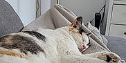 Umy participe au concours pour gagner de l'argent avec cette photo : cat, sleeping, cozy, blanket, fur, paw, indoor, resting, feline, multicolored, relaxation, home, soft, cute, pet, comfort, tail, whiskers, domestic, living_room