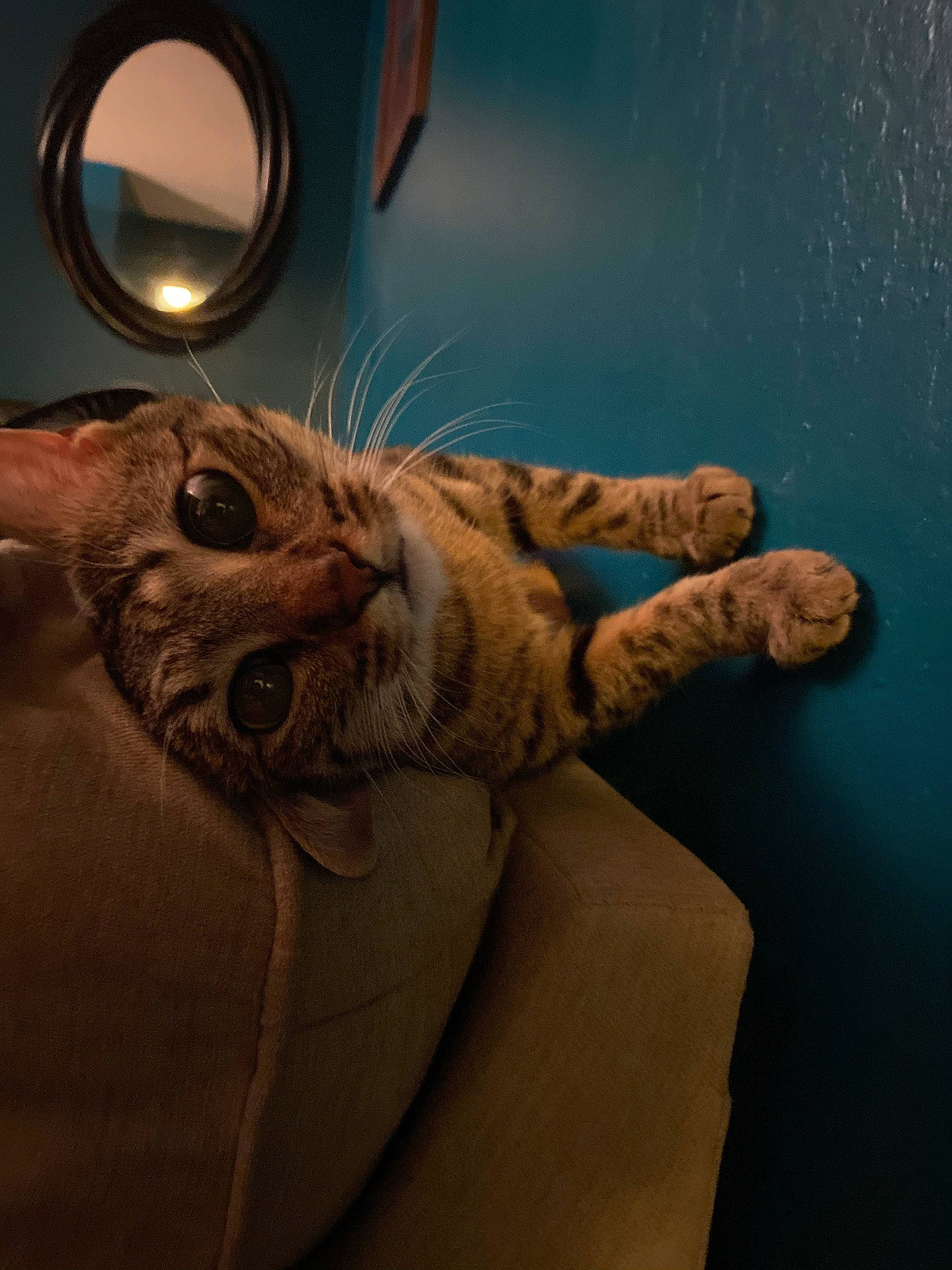 Sally joined the competition — help win amazing prizes! artifact, bed, carnivore, cat, claw, comfort, domestic_short_haired_cat, ear, fawn, felidae, fur, gesture, human_leg, paw, room, small_to_medium_sized_cats, snout, tail, whiskers, wood