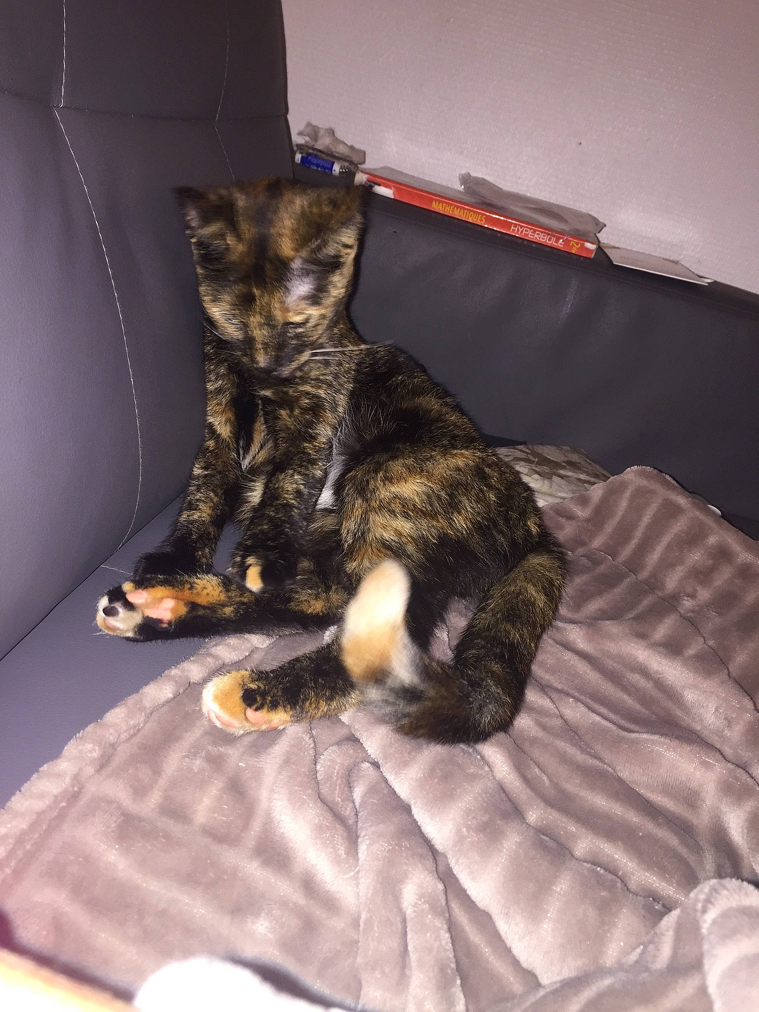 Noisette a rejoint le concours — aidez-le/la à gagner de superbes lots ! american_shorthair, asian, bed, california_spangled, carnivore, cat, domestic_short_haired_cat, dragon_li, european_shorthair, felidae, fur, german_rex, kitten, paw, small_to_medium_sized_cats, tabby_cat, tail, whiskers