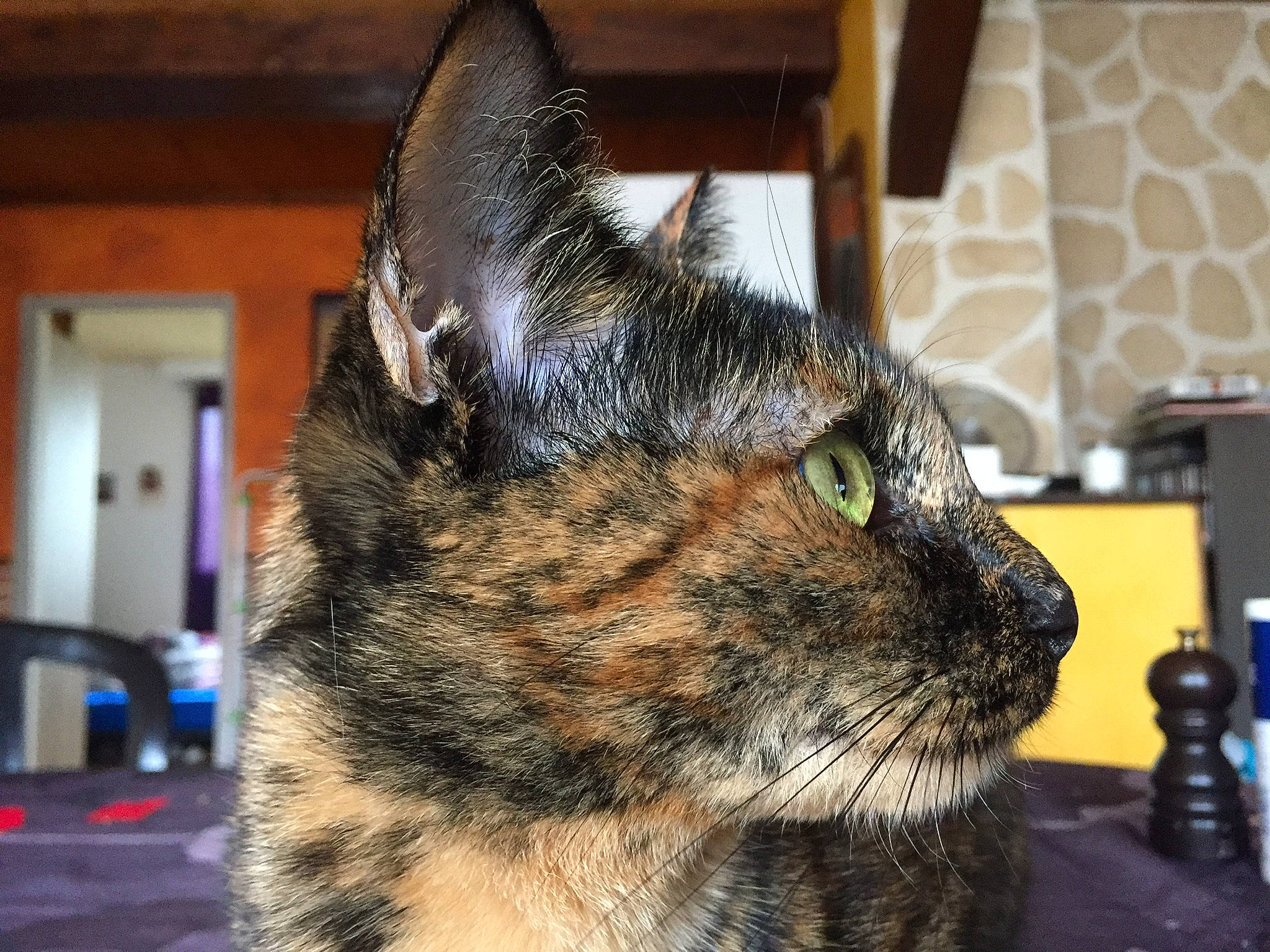 Noisette participe au concours pour gagner de l'argent avec cette photo : american_shorthair, asian, california_spangled, carnivore, cat, domestic_short_haired_cat, dragon_li, ear, european_shorthair, eye, felidae, fur, mammal, small_to_medium_sized_cats, snout, tabby_cat, whiskers