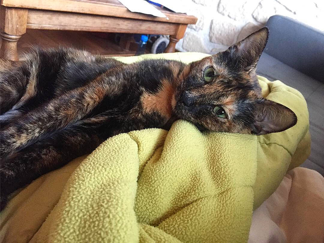 Noisette participe au concours pour gagner de l'argent avec cette photo : canidae, carnivore, cat, dog, dog_breed, ear, fawn, felidae, nap, sleep, small_to_medium_sized_cats, snout, whiskers