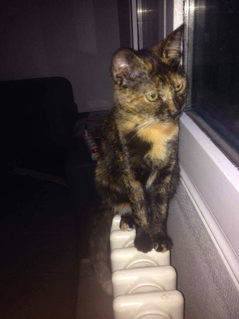 Noisette a rejoint le concours — aidez-le/la à gagner de superbes lots ! aegean_cat, american_shorthair, asian, california_spangled, carnivore, cat, domestic_short_haired_cat, dragon_li, egyptian_mau, european_shorthair, felidae, fur, german_rex, kitten, polydactyl_cat, small_to_medium_sized_cats, sokoke, tabby_cat, whiskers