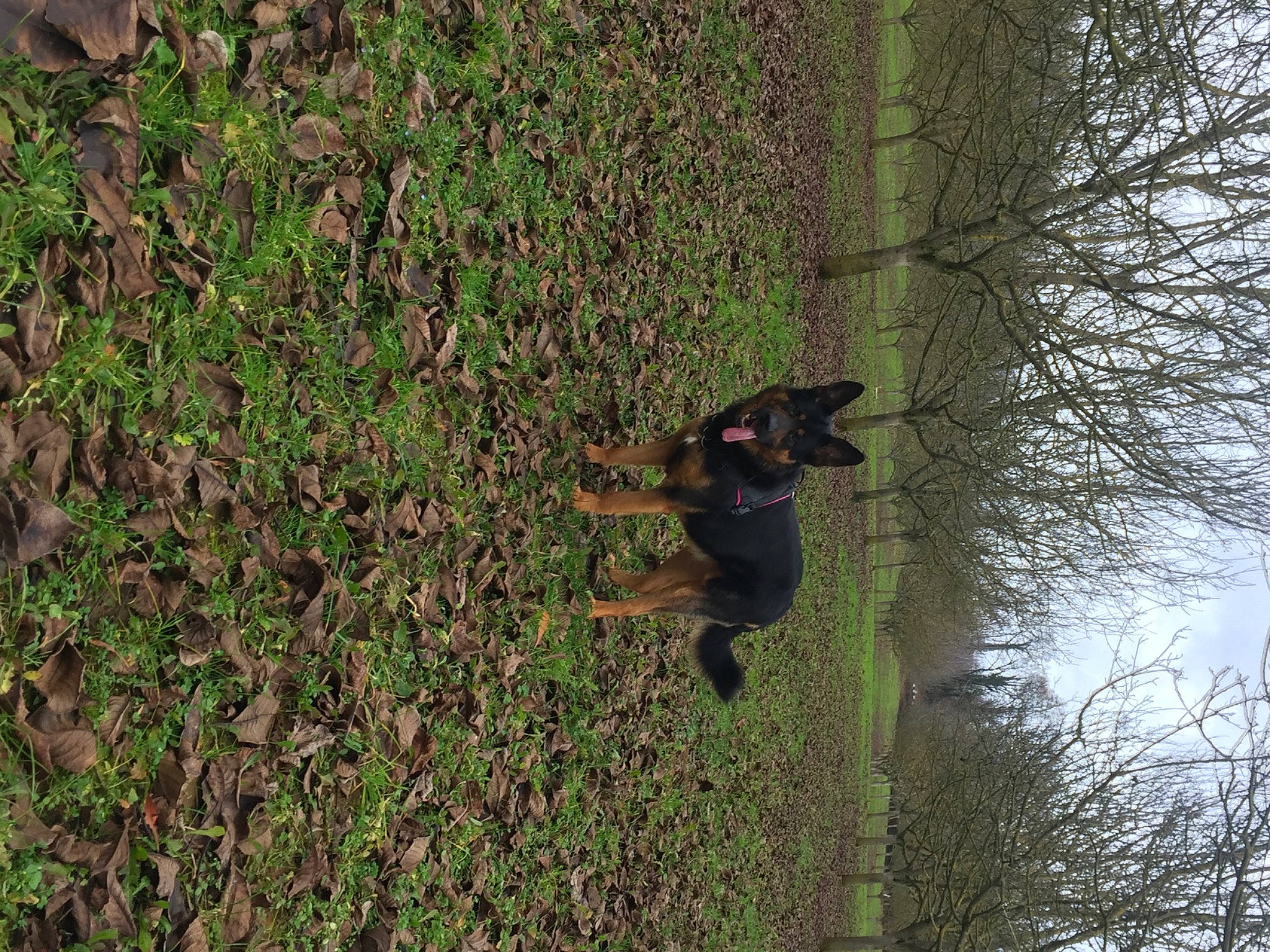 Jax participe au concours pour gagner de l'argent avec cette photo : branch, forest, green, organism, plant, tree, wildlife