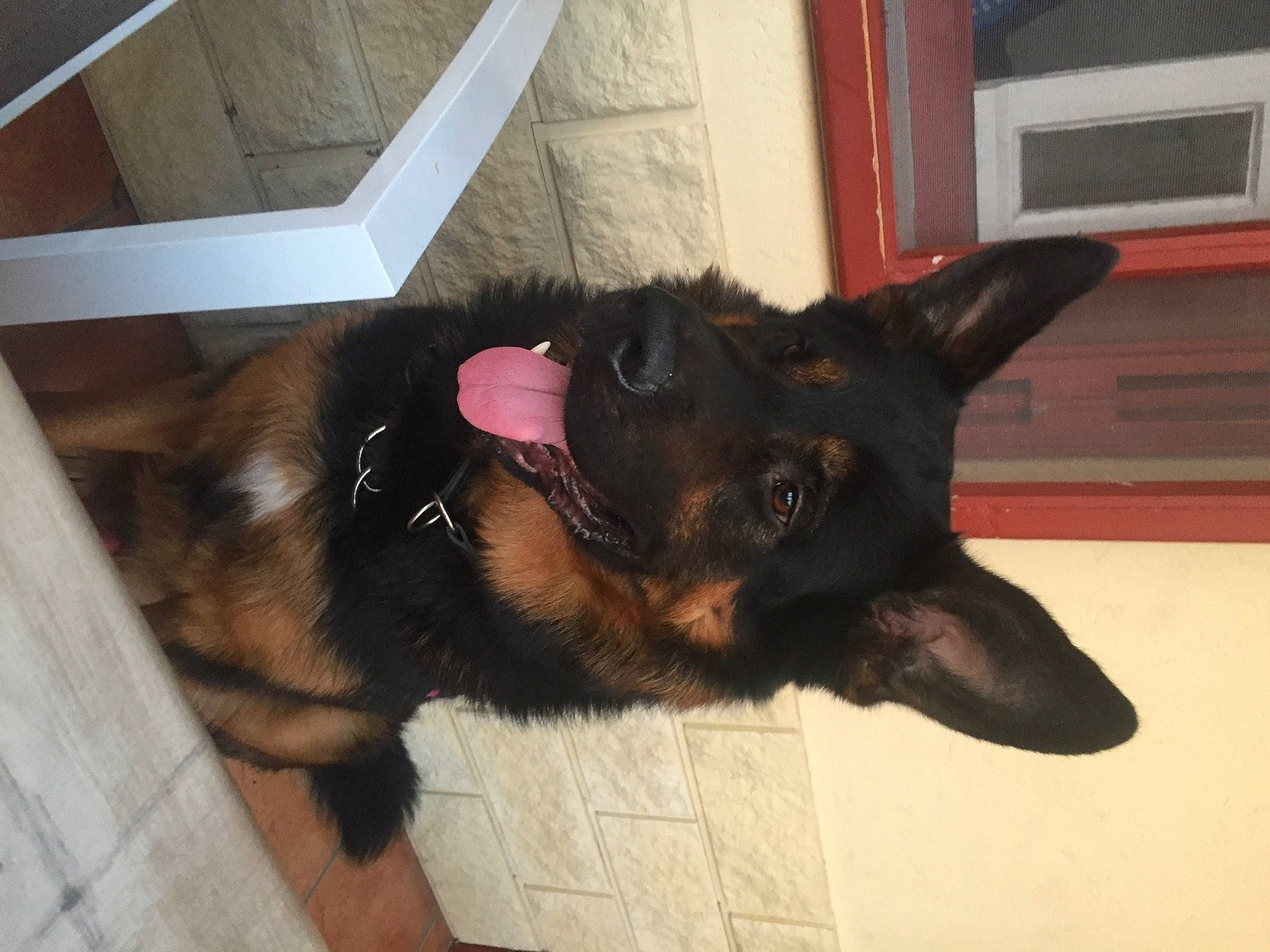 Jax a rejoint le concours — aidez-le/la à gagner de superbes lots ! bohemian_shepherd, canidae, carnivore, dog, dog_breed, ear, mammal, puppy, snout, sporting_group, vertebrate