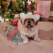 Chloe joined the competition — help win amazing prizes! dog, christmas_tree, holiday, festive, costume, hat, ears, red_bow, decorations, ornaments, gift_bag, indoor, cushion, fur, cute, pet, holiday_season, celebration, christmas_lights, festive_outfit