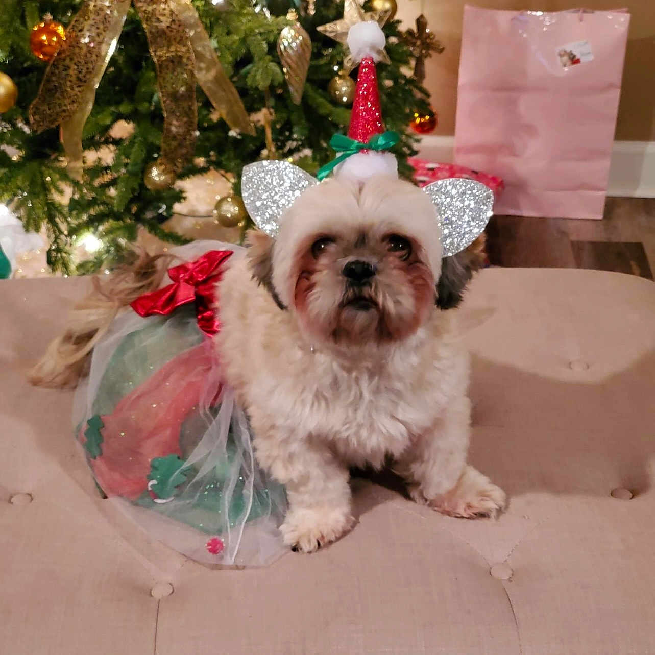 Chloe joined the competition — help win amazing prizes! celebration, christmas_lights, christmas_tree, costume, cushion, cute, decorations, dog, ears, festive, festive_outfit, fur, gift_bag, hat, holiday, holiday_season, indoor, ornaments, pet, red_bow