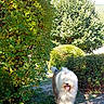 Paddy participe au concours pour gagner de l'argent avec cette photo : animal_portrait, brown_fur, dog, fluffy_fur, garden, grass, gravel, greenery, hedge, long_hair, nature, outdoor, park, path, shaggy_dog, shrubs, sunlight, tongue_out, trees, white_fur