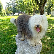 Paddy a rejoint le concours — aidez-le/la à gagner de superbes lots ! dog, fluffy, grass, gray_fur, happy, long_hair, nature, old_english_sheepdog, outdoor, park, pedestal, pet, portrait, shaggy, standing, stone, sunlight, tongue_out, trees, white_fur