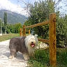 Paddy a rejoint le concours — aidez-le/la à gagner de superbes lots ! clouds, dog, fluffy, grass, greenery, happy, landscape, long_hair, mountains, nature, old_english_sheepdog, outdoor, scenic, shaggy_fur, standing, sunlight, tongue_out, trail, trees, wooden_fence