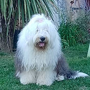Paddy a rejoint le concours — aidez-le/la à gagner de superbes lots ! dog, old_english_sheepdog, shaggy_fur, white_fur, gray_fur, long_hair, fluffy, sitting, panting, tongue, black_nose, outdoor, garden, backyard, grass, plants, nature, pet, portrait, animal