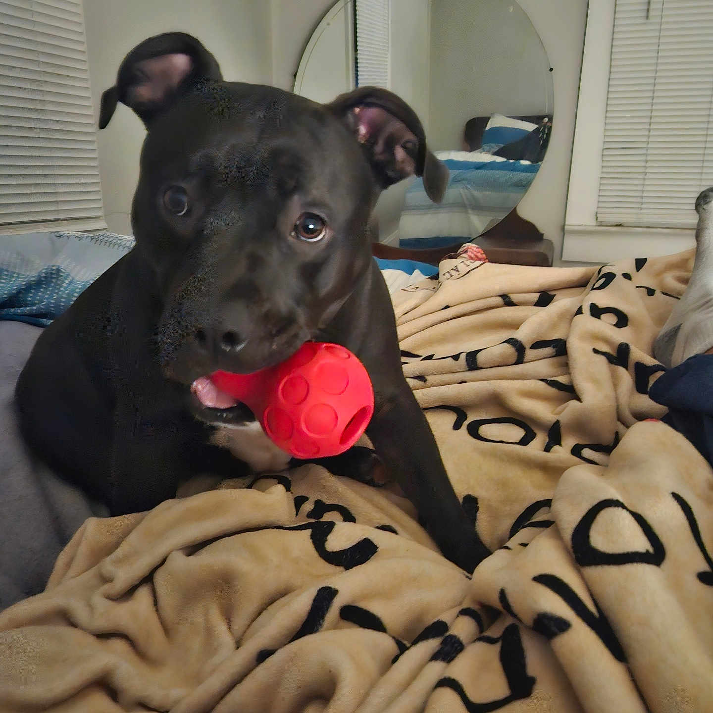 Bella joined the competition — help win amazing prizes! animal, bed, blanket, bulldog, canine, clothing, dog, face, furniture, hat, head, hound, indoors, labradorretriever, laundry, person, pet, photography, puppy, wood