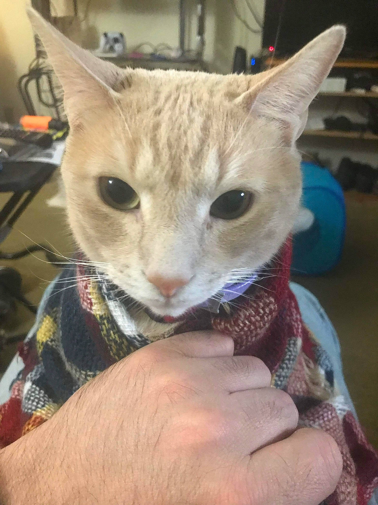 Stubbs joined the competition — help win amazing prizes! carnivore, cat, claw, comfort, domestic_short_haired_cat, eyelash, fawn, felidae, fur, gesture, nail, small_to_medium_sized_cats, snout, whiskers, wrist