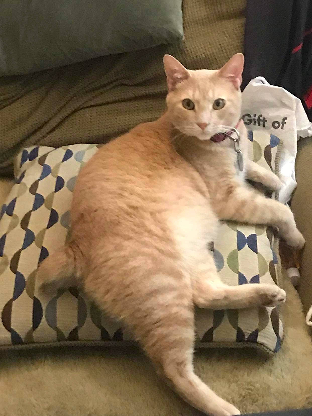 Stubbs joined the competition — help win amazing prizes! carnivore, cat, cat_supply, claw, comfort, domestic_short_haired_cat, fawn, felidae, fur, paw, pet_supply, small_to_medium_sized_cats, snout, tail, terrestrial_animal, whiskers