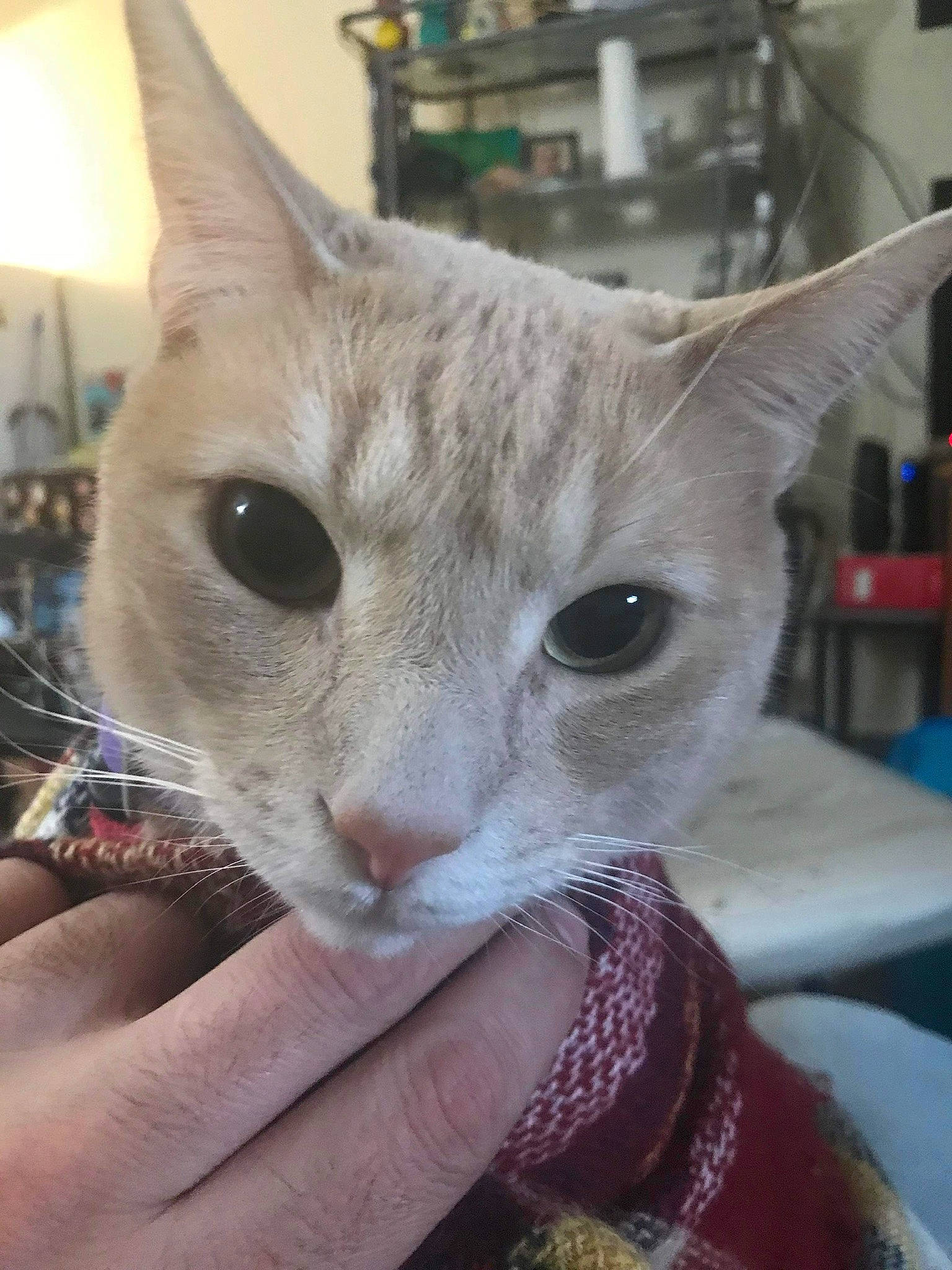 Stubbs is registered to the contest to win money with this photo: carnivore, cat, creative_arts, curious, domestic_short_haired_cat, ear, eye, eyelash, fawn, felidae, fur, nail, shelf, small_to_medium_sized_cats, snout, terrestrial_animal, whiskers