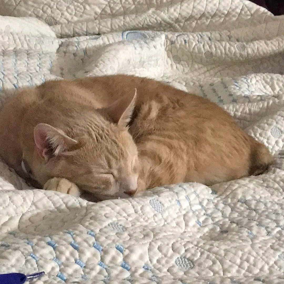 Stubbs is registered to the contest to win money with this photo: animal, bed, bedroom, bedsheet, blanket, cat, cushion, dormroom, furniture, homedecor, indoors, interiordesign, kitten, linen, manx, person, pet, quilt, room, sleeping