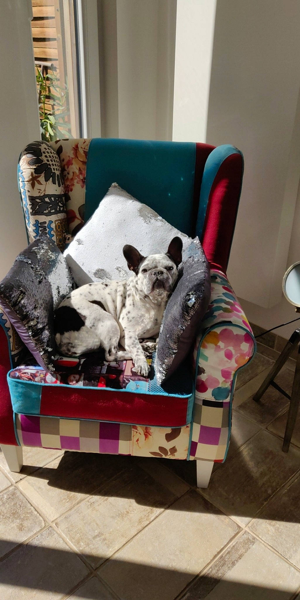 Zumba participe au concours pour gagner de l'argent avec cette photo : armrest, canidae, carnivore, club_chair, companion_dog, cushion, dog, dog_breed, dog_supply, home_accessories, non_sporting_group, pet_supply, slipcover, snout, sporting_group, stuffed_toy, throw_pillow, working_animal, working_dog