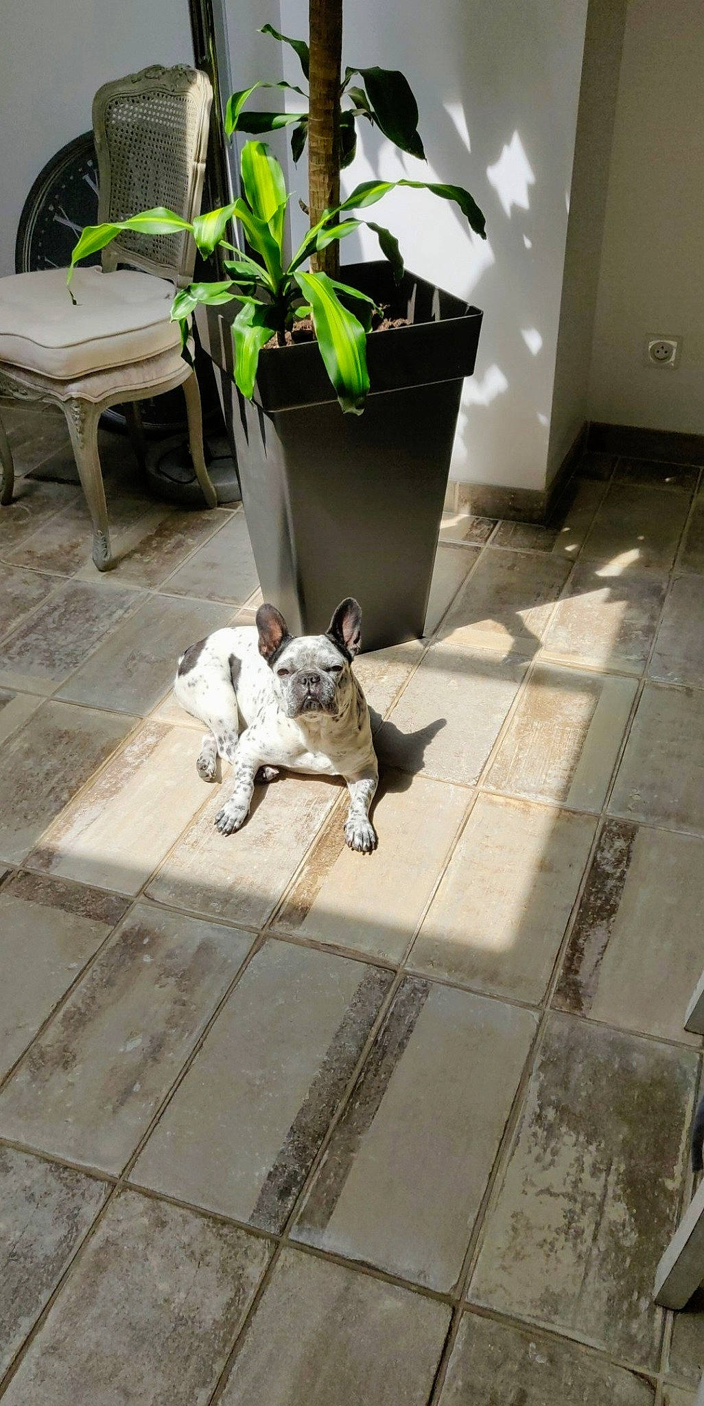 Zumba participe au concours pour gagner de l'argent avec cette photo : carnivore, coffee_table, flagstone, floor, flooring, flowerpot, grey, herb, houseplant, outdoor_furniture, paw, snout, tail, tile, tile_flooring, working_animal