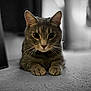 abyssinian, animal, cat, egyptiancat, hardwood, kitten, manx, pet, wood