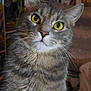 Mercury is registered to the contest to win money with this photo: abyssinian, angora, animal, bookcase, cat, egyptiancat, furniture, gray, kitten, manx, pet, snout