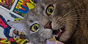 Mercury is registered to the contest to win money with this photo: abyssinian, advertisement, animal, art, book, box, cat, collage, comics, envelope, greetingcard, indoors, interiordesign, kitten, mail, manx, person, pet, poster, publication