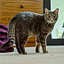 abyssinian, animal, cat, egyptiancat, kitten, manx, pet