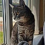 abyssinian, animal, cat, egyptiancat, kitten, manx, pet, window, windowsill