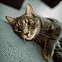 abyssinian, angora, animal, cat, kitten, manx, pet