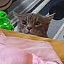Mercury joined the competition — help win amazing prizes! abyssinian, animal, blanket, cat, couch, cushion, face, furniture, homedecor, indoors, kitten, machine, manx, pet, plant, pottedplant, purple, quilt, towel, wheel