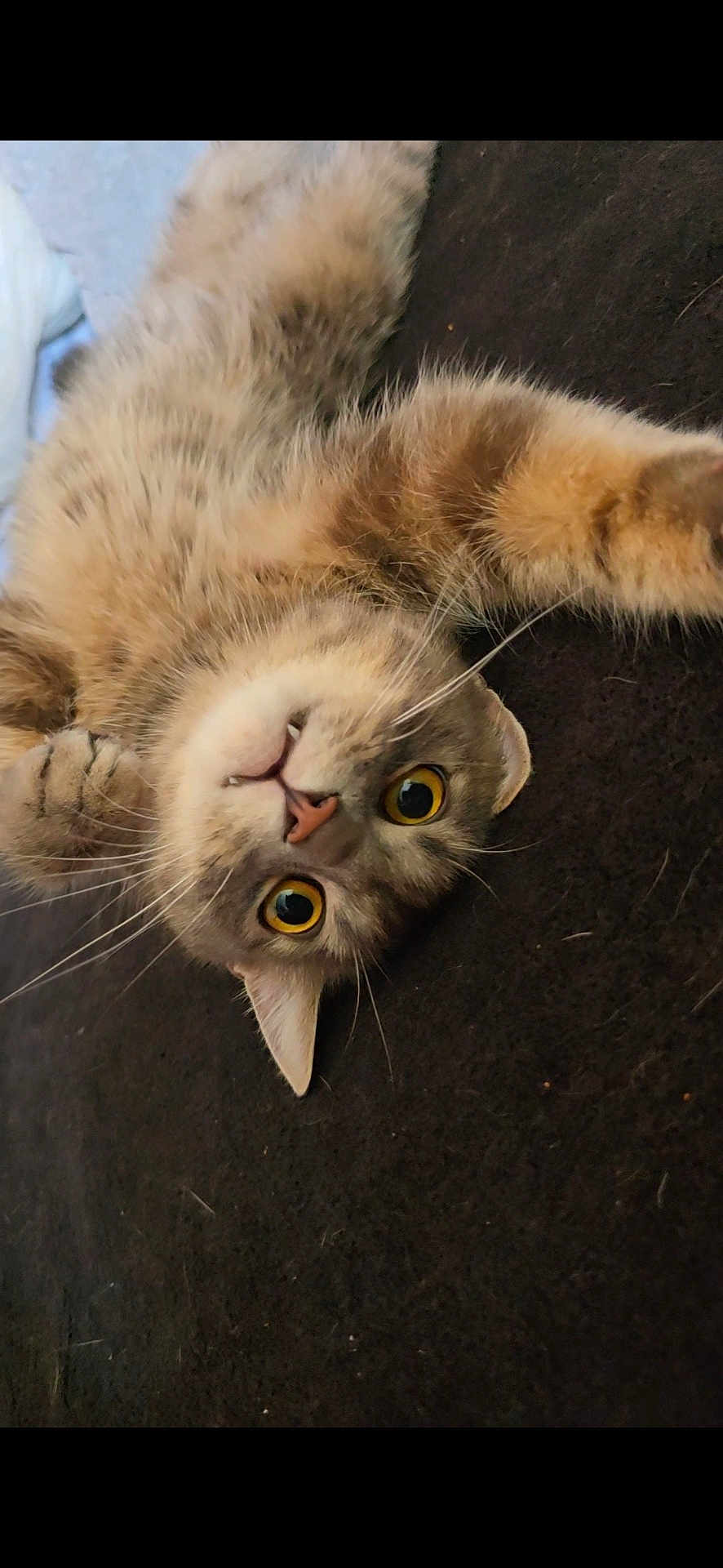 Mercury is registered to the contest to win money with this photo: abyssinian, animal, bodypart, brasssection, cat, claw, egyptiancat, electronics, hardware, horn, kitten, manx, mouth, musicalinstrument, person, pet, siamese, sleeping, snout, wood