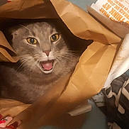 Mercury is registered to the contest to win money with this photo: abyssinian, animal, architecture, bag, box, building, cat, document, head, kitten, manx, outdoors, person, pet, plastic, plasticbag, receipt, shelter, shoppingbag, text