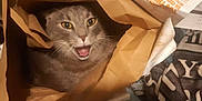Mercury is registered to the contest to win money with this photo: abyssinian, animal, architecture, bag, box, building, cat, document, head, kitten, manx, outdoors, person, pet, plastic, plasticbag, receipt, shelter, shoppingbag, text