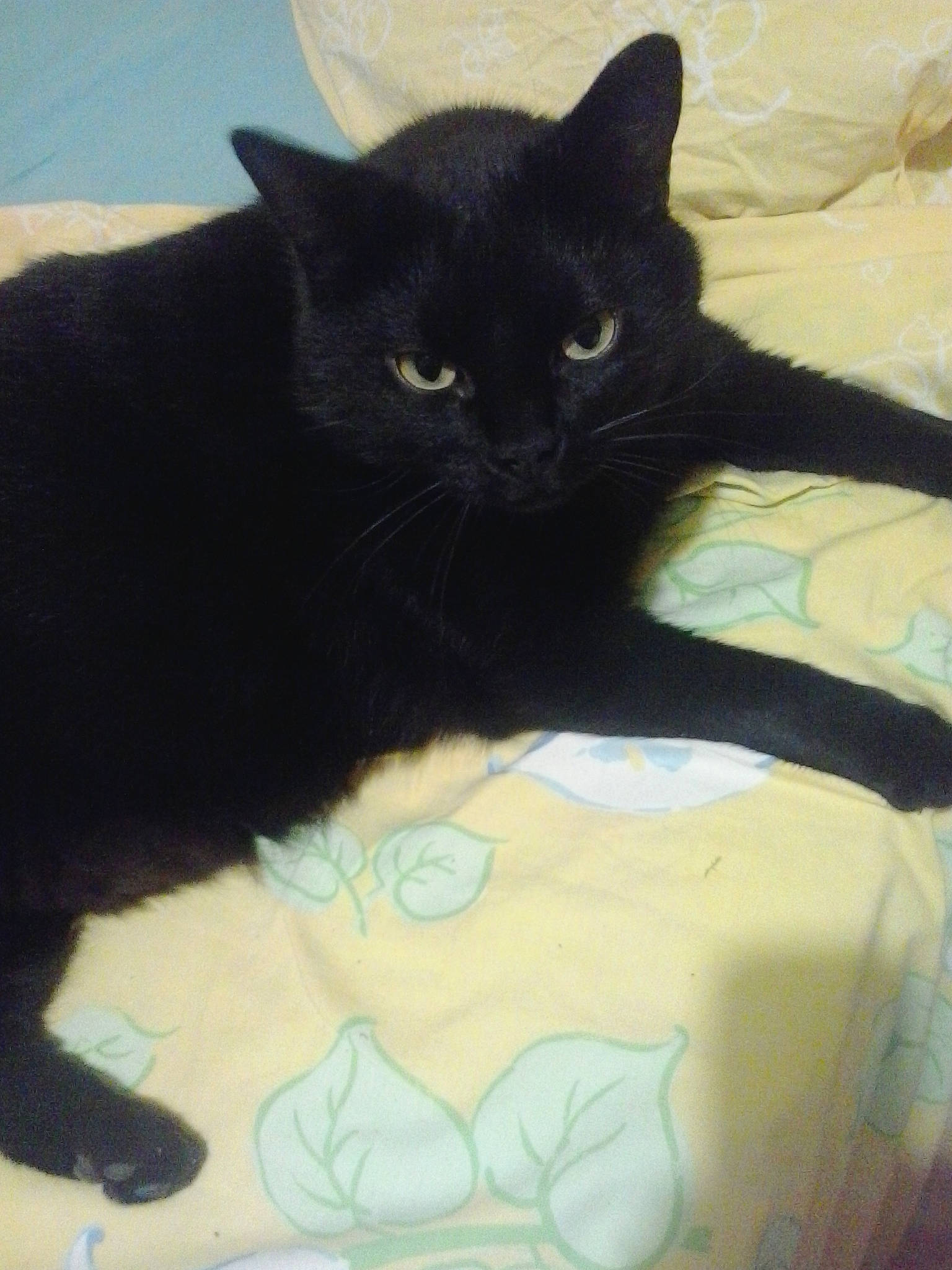 Jafar a rejoint le concours — aidez-le/la à gagner de superbes lots ! black_cat, bombay, carnivore, cat, claw, comfort, domestic_short_haired_cat, felidae, fur, linens, pattern, paw, small_to_medium_sized_cats, snout, tail, terrestrial_animal, whiskers